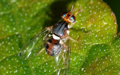 Come difendere gli ulivi dalla mosca dell’olivo: Soluzioni biologiche e chimiche a confronto