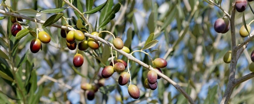 Come difendere gli ulivi dalla mosca dell'olivo: Soluzioni biologiche e chimiche a confronto 1 trattamenti contro mosca olivo
