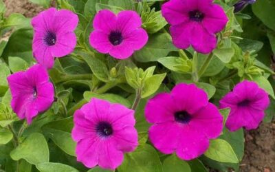 Petunia: Cosa devi sapere nel 2025? Ecco la nostra guida