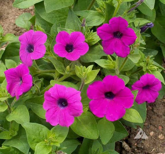 Petunia: Cosa devi sapere nel 2025? Ecco la nostra guida