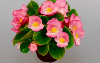 Begonia: Cosa devi sapere nel 2025? Ecco la nostra guida