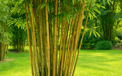 Bambù: Coltivazione, Cura e Idee Creative per il Giardino e l’Interno