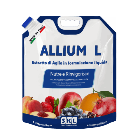 allium L scaled