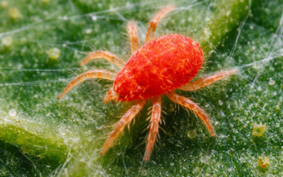 Ragnetto rosso: cos’è, come riconoscerlo e come eliminarlo in modo biologico