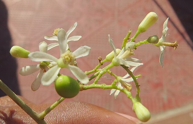 Olio di Neem per piante: guida completa all’uso, benefici, dosi e applicazioni in agricoltura biologica 1 Azadirachta indica Neem at Tenkasi 2014 2