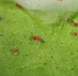 Ragnetto rosso: cos’è, come riconoscerlo e come eliminarlo in modo biologico 1 Phytoseiulus_persimilis acaro ragnetto rosso