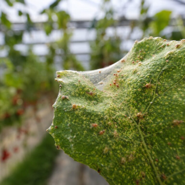 acari delle piante tetranychus orticole agrimag