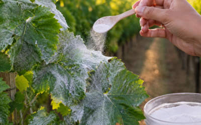Bicarbonato di Potassio: Guida 2026 al Fungicida Biologico