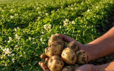 Concimazione Patate: Guida 2026 per Massima Resa e Qualità
