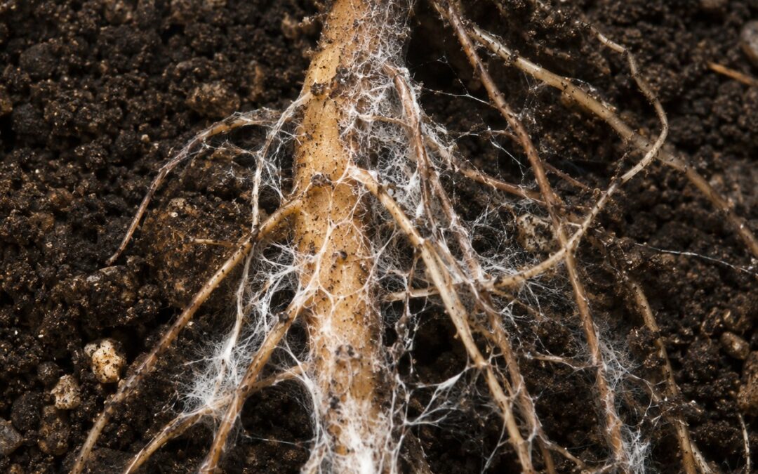 Micorrize: Guida 2026 ai Funghi Simbionti in Agricoltura