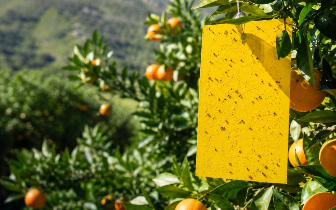 Mosca della Frutta: Guida 2026 alla Lotta Integrata contro Ceratitis