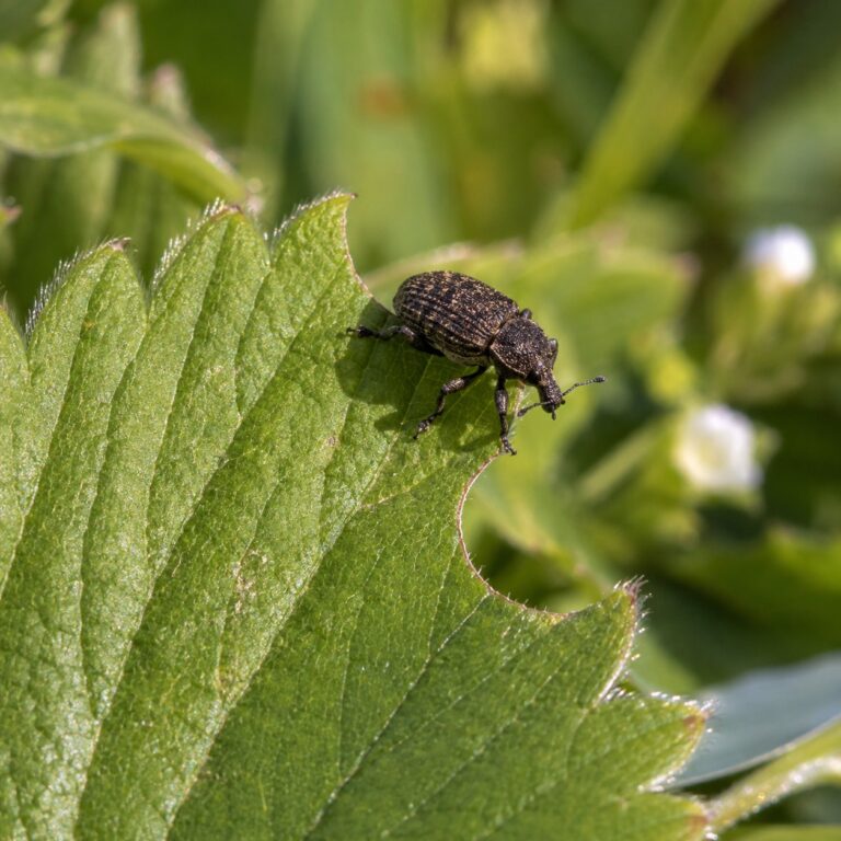 oziorrinco otiorhynchus sulcatus fragola agrimag