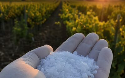 Solfato di Potassio: Guida 2026 alla Concimazione Potassica di Qualità
