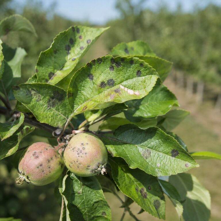 ticchiolatura melo foglie frutteto agrimag
