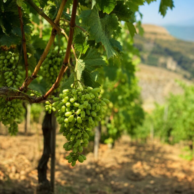 acido giberellico uva da tavola agrimag