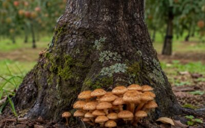 Armillaria Mellea: Guida 2026 al Marciume Radicale degli Alberi da Frutto