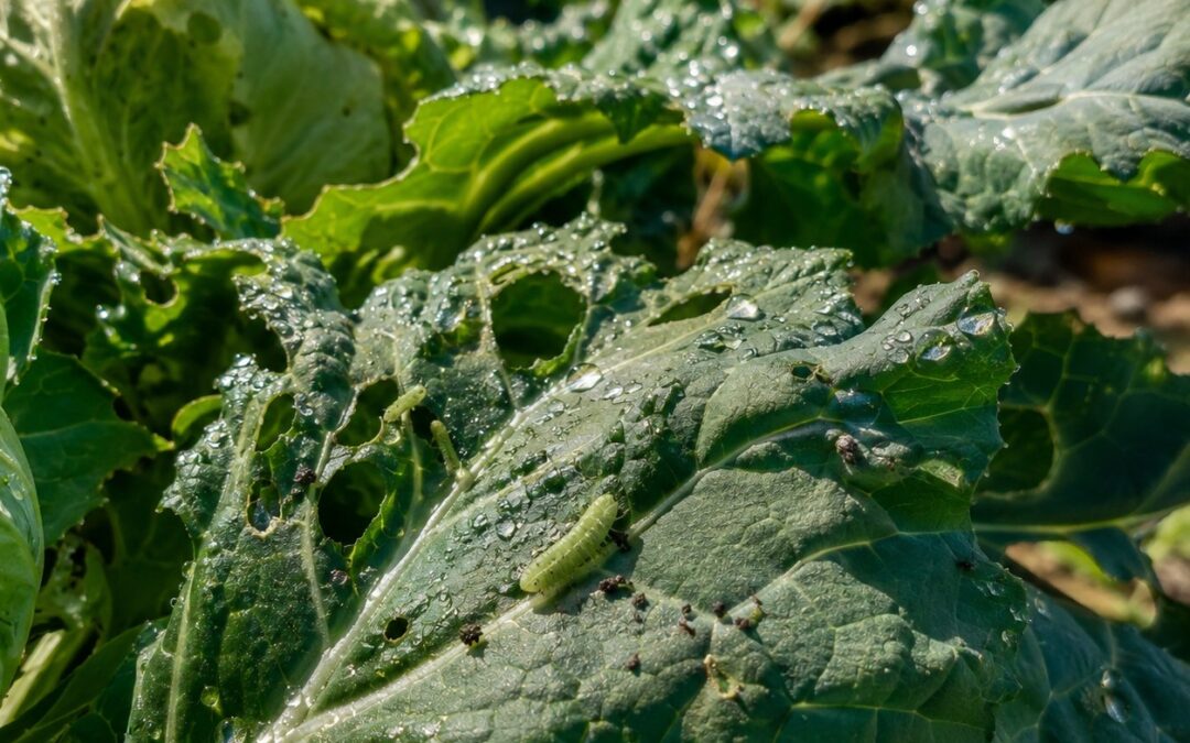 Bacillus Thuringiensis: Guida 2026 a Usi, Dosi e Ceppi