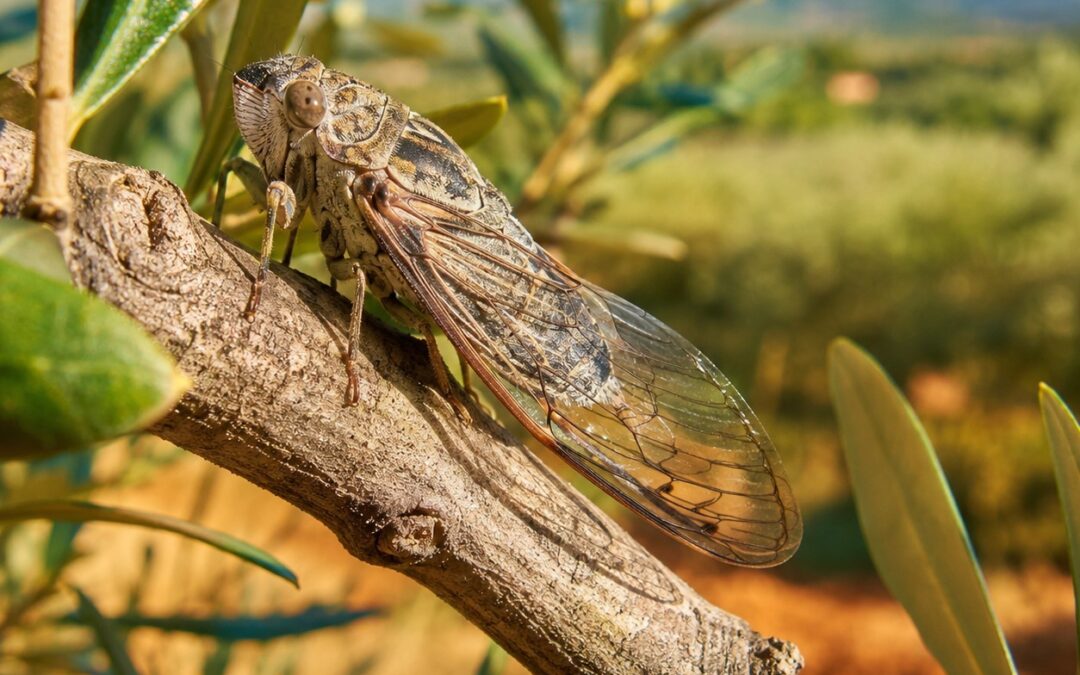 Cicale in Agricoltura Biologica: Guida 2026 a Danni e Difesa