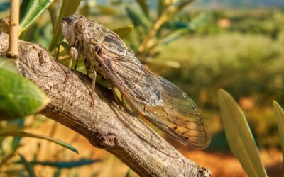Cicale in Agricoltura Biologica: Guida 2026 a Danni e Difesa