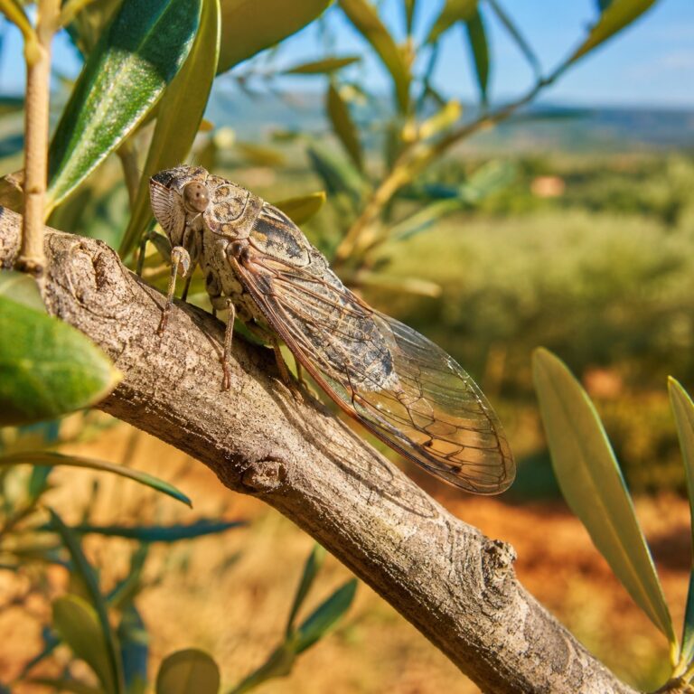 cicale agricoltura biologica oliveto agrimag
