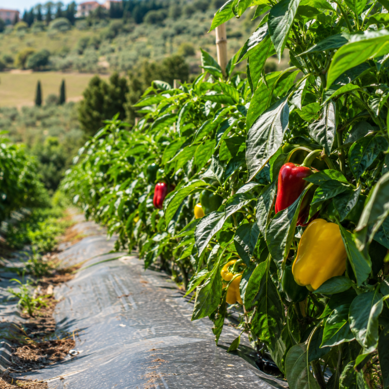 coltivare peperoni orto piante agrimag