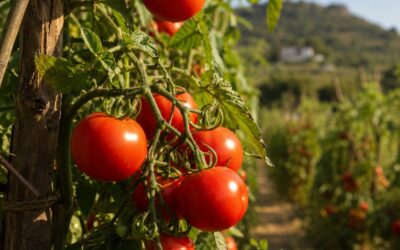 Coltivare Pomodori: Guida 2026 dalla Semina alla Raccolta