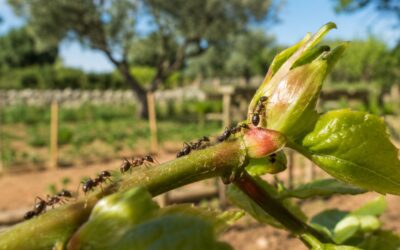 Come Eliminare le Formiche: Guida 2026 a Rimedi e Controllo