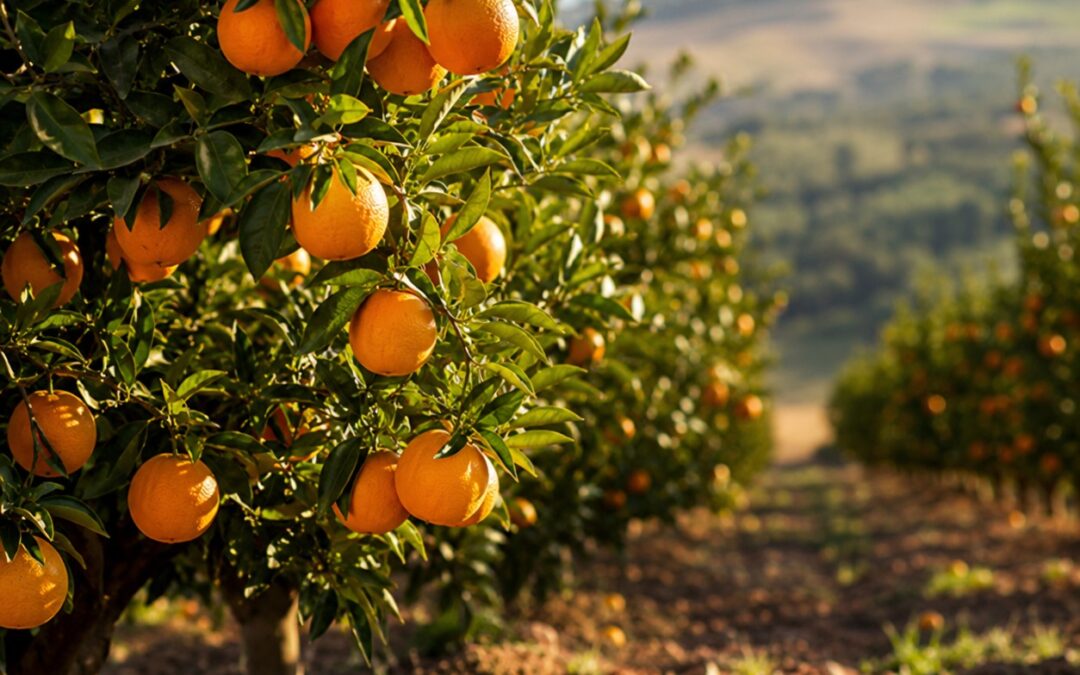 Concimazione Agrumi: Guida 2026 per Arance, Limoni e Mandarini