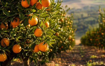 Concimazione Agrumi: Guida 2026 per Arance, Limoni e Mandarini