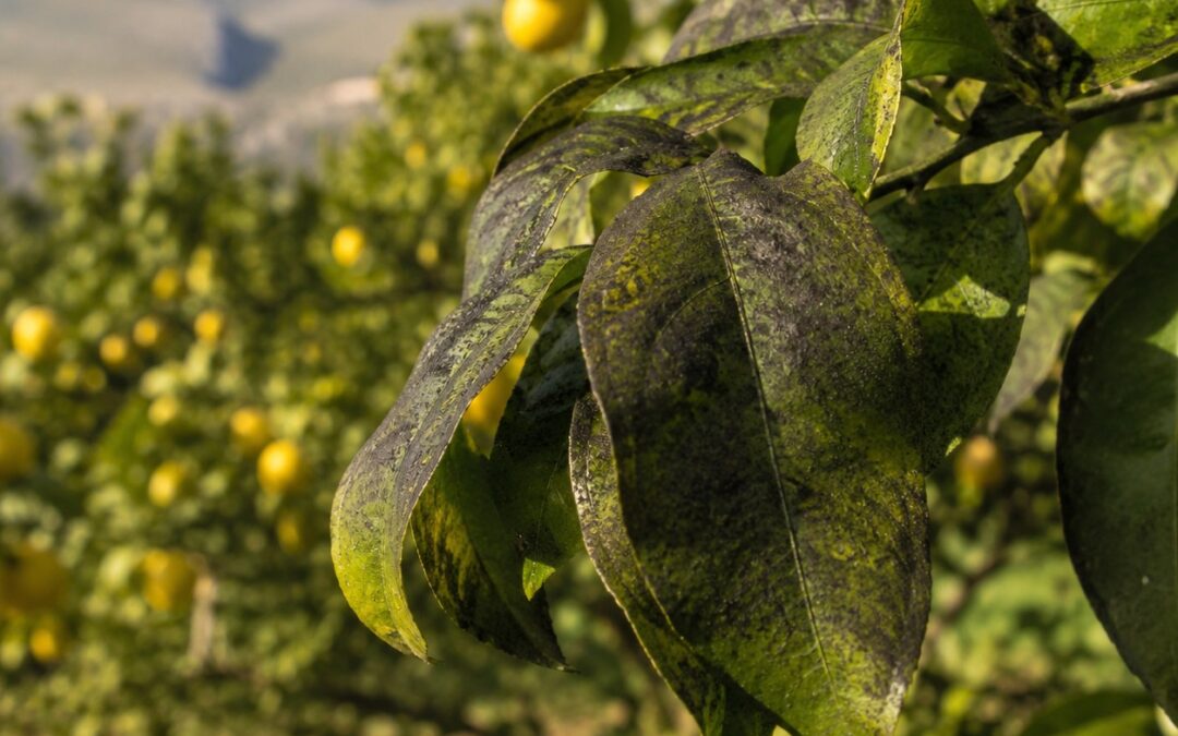 Fumaggine degli Agrumi: Guida 2026 a Cause, Sintomi e Rimedi