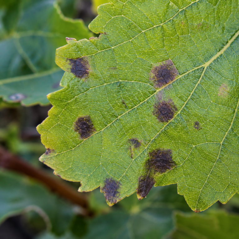 macchie nere foglie malattia fungina agrimag