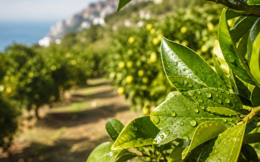 Olio Bianco: Guida 2026 all’Insetticida Minerale in Agricoltura