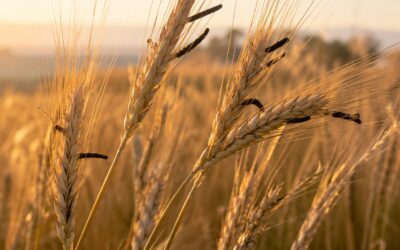 Segale Cornuta: Guida 2026 a Claviceps purpurea e Difesa