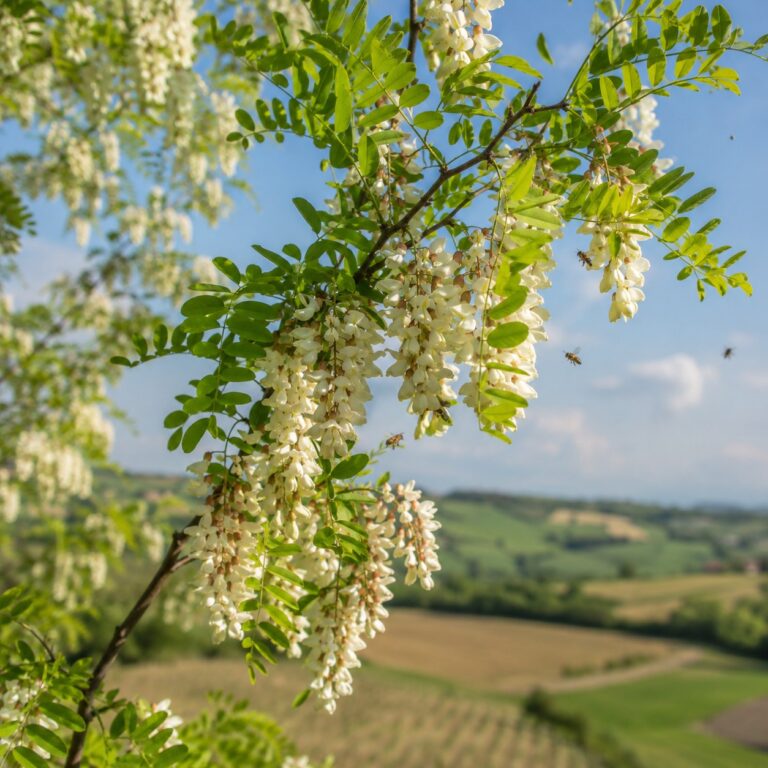 acacia albero robinia fioritura agrimag