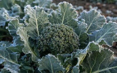 Broccolo calabrese: coltivazione, cure e raccolta