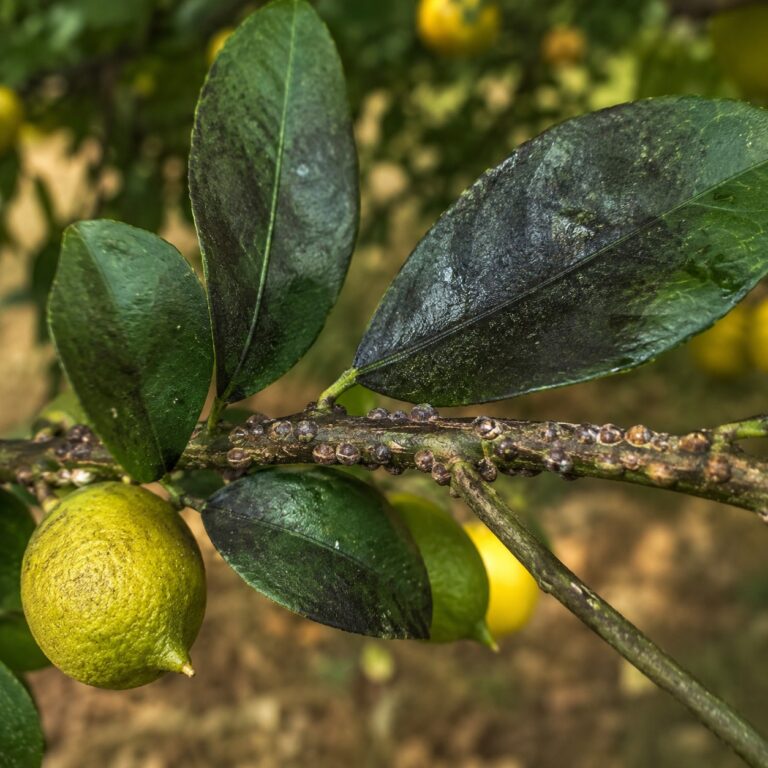 cocciniglia del limone scudetti agrumi agrimag