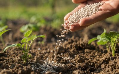 Concime: che cos’è, tipi e come si sceglie