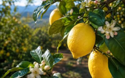 Concime per limoni: quale scegliere e quando darlo