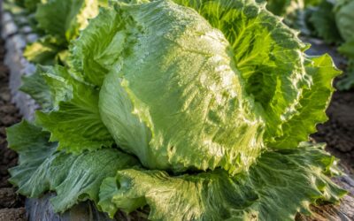 Insalata iceberg: coltivazione, cure e raccolta