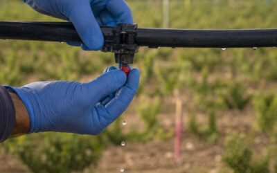 Pesticidi e fitofarmaci: che differenza c’è