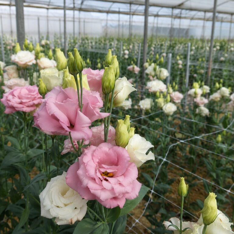 lisianthus coltivazione serra agrimag