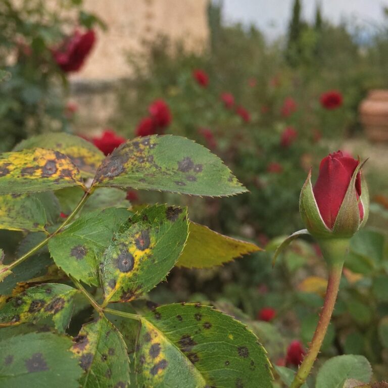 malattie delle rose ticchiolatura macchia nera agrimag