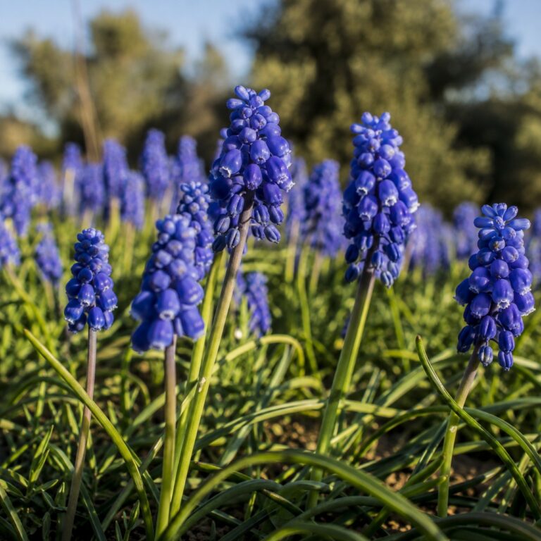 muscari armeniacum fioritura naturalizzazione agrimag