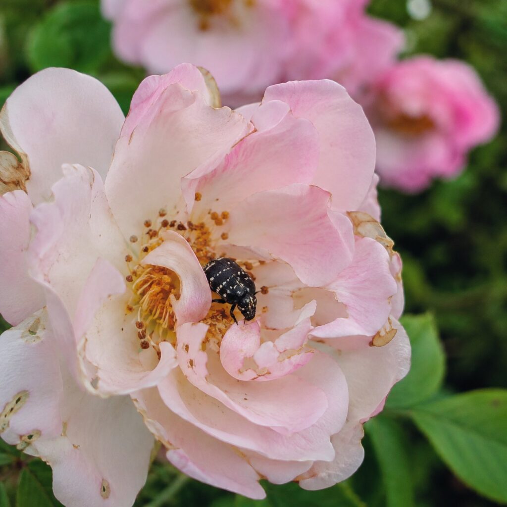 Oxythyrea funesta: la cetoniella dei fiori, danni e difesa