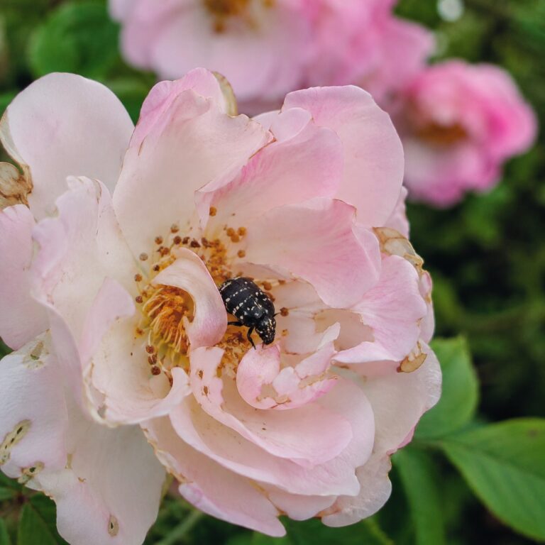 oxythyrea funesta cetoniella fiore agrimag
