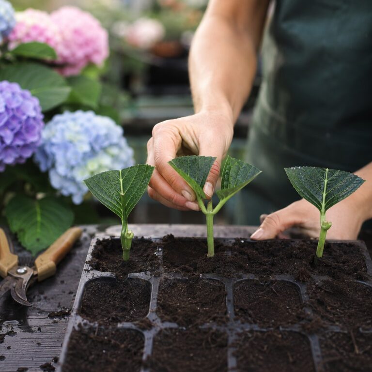 talea di ortensie preparazione vivaio agrimag
