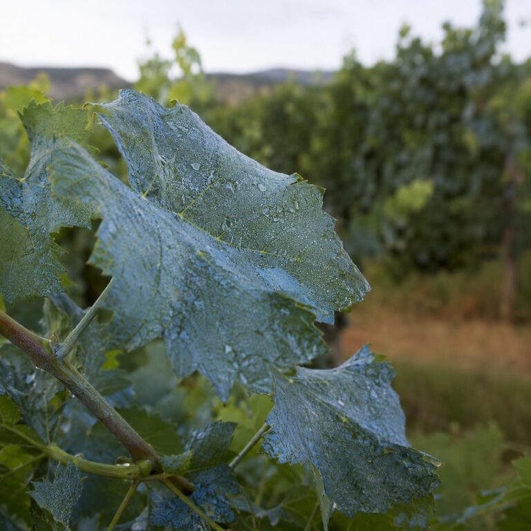 trattamento rameico foglie vite agrimag
