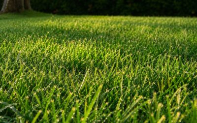 Concime per il prato: quale scegliere e quando darlo