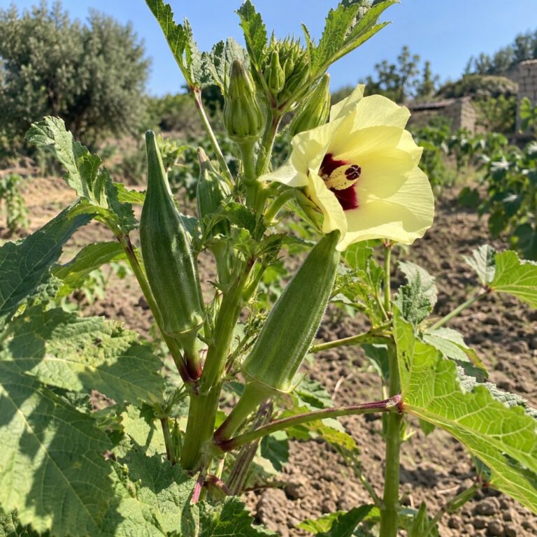 ocra verdura capsule fiore orto estivo