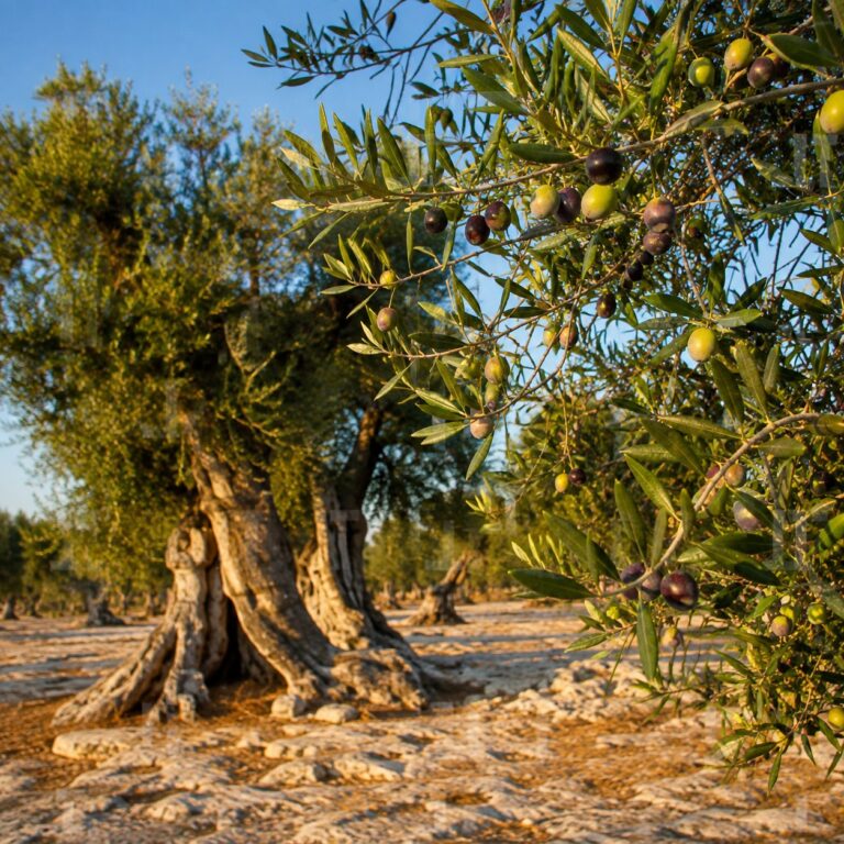 trattamenti olivo oliveto pugliese invaiatura agrimag